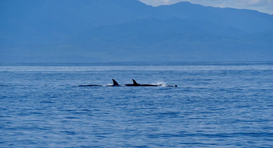 28 38 Canada 47 28 38 Canada 47